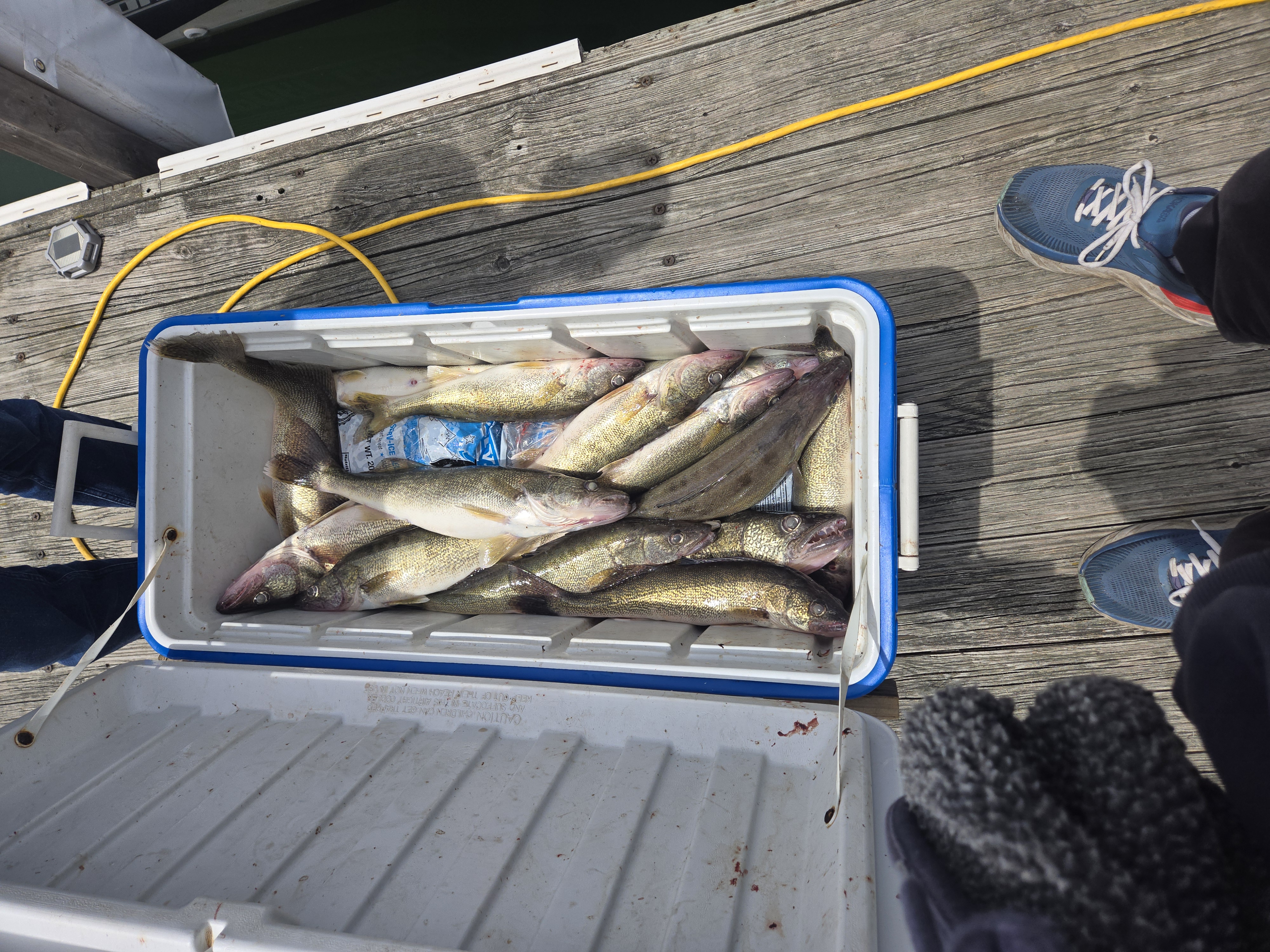 Walleye catch Lake Erie Pro-Tek